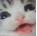 catwutsdis