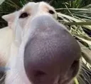 bignoseboi