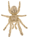 scal Discord emoji