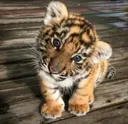 babytiger