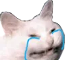 RWCatCry