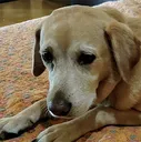 dogisad dogisad