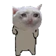 sadcatdance