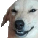 Doge Discord Emoji