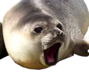 NOO