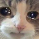 sadcat4