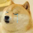 doge_tear Discord Emoji