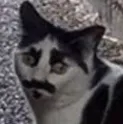 dorch