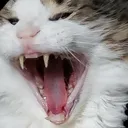 screm