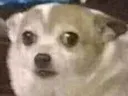 dogScare