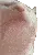 bop