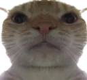 Staring Cat staringcat Discord Emoji