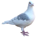 birb