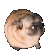 SPCPugDance