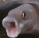 pogfish Discord emoji