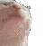 D2S_C_catbop
