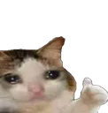 sadcatok