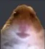 stareHamster stareHamster