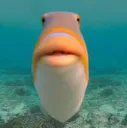 ttOrngShk_fish