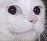 smugcat