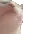 catBop