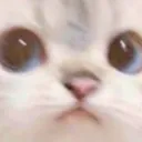 meow
