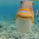 fishy2