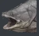 pogfish