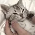 nf_8bCat8 nf_8bCat8