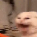 scremcat