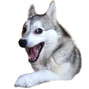 badjokedog badjokedog