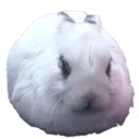 luaOrb