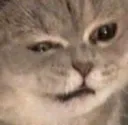 cat_hurting_cc cat_hurting_cc
