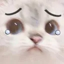 crycat crycat