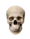 Skull Skull