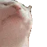 2bopcat