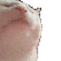 catjam Discord emoji
