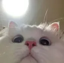 42_ahh_kittypeek 42_ahh_kittypeek