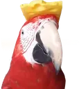 hat hat