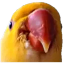 yos