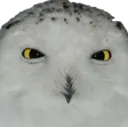 owlstare