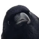 canuckstare canuckstare