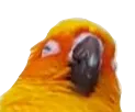 slenpborb