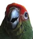 gasp gasp