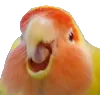averyhappymango averyhappymango