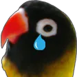 crybirb crybirb