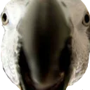 gib
