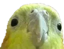 hello