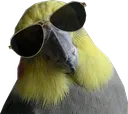 coolbirb