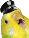 police police